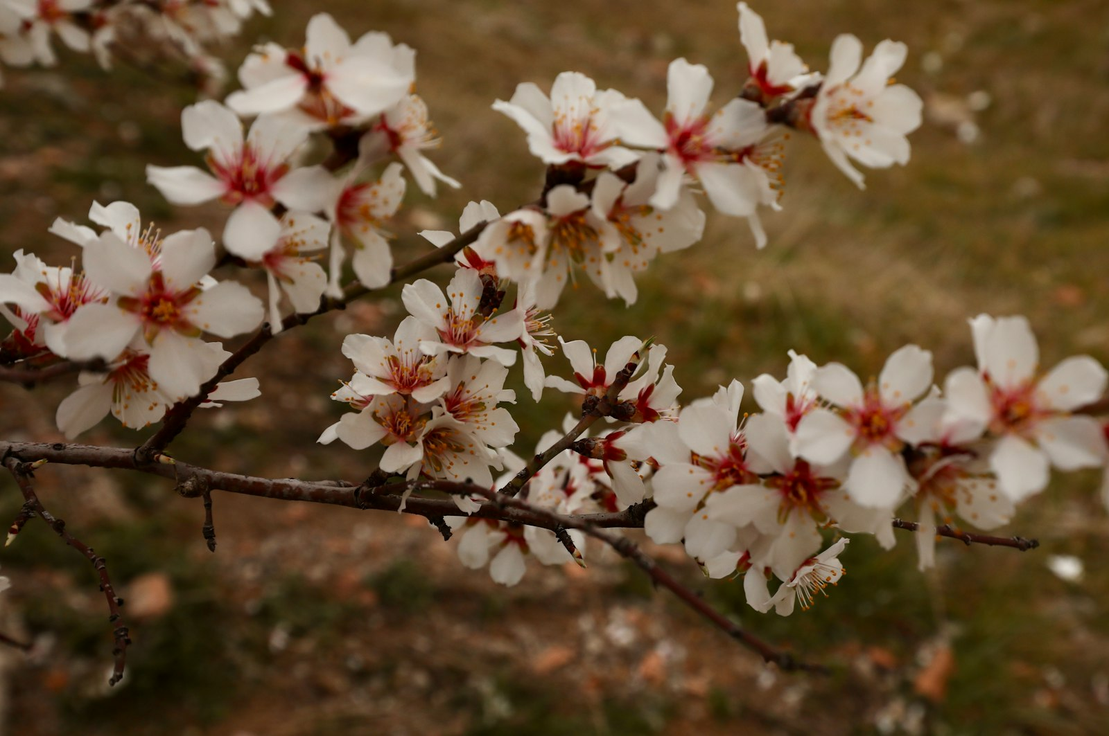 White almond blossoms on a bare branch, a picture of hope that fits these Bible verses about mental health