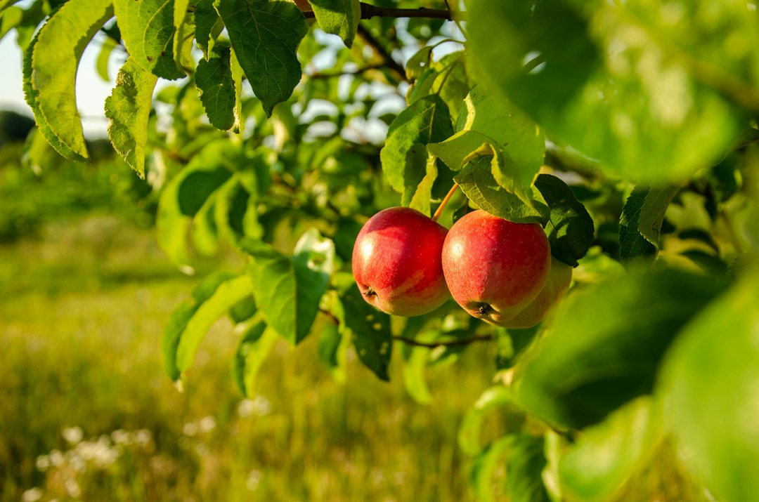 Apples hanging on a tree in a summer garden, a picture of how the tricks of the devil make temptation look good