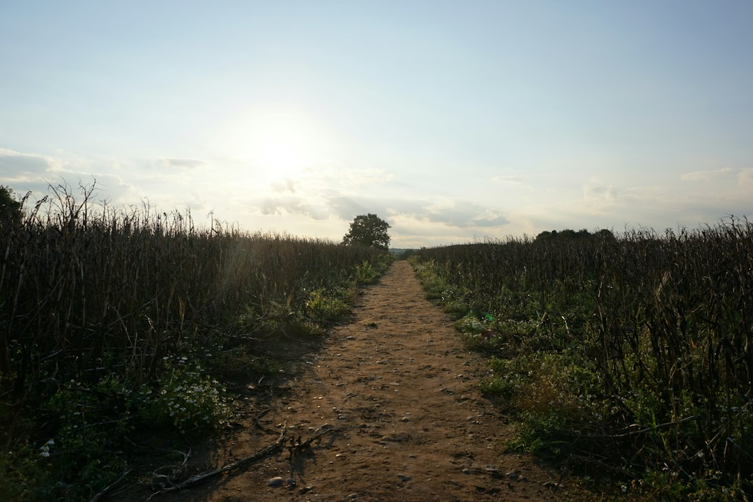 A dirt path through a field toward a lone tree, for anyone asking what does it mean to follow Jesus one day at a time