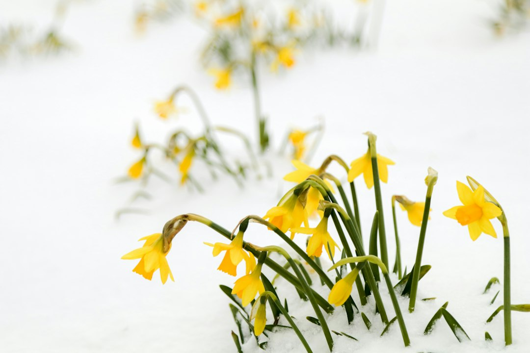 Small flowers pushing up through melting snow, a picture of hope in grief as winter gives way to spring