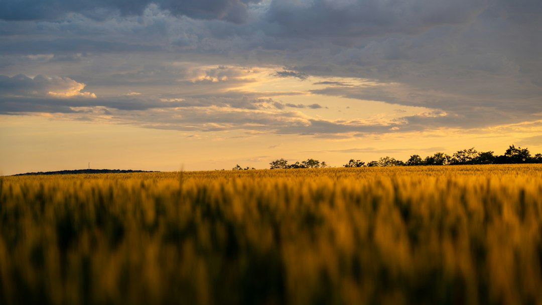 A golden wheat field under a cloudy sunset sky, a picture of God’s generosity in providing everything we need