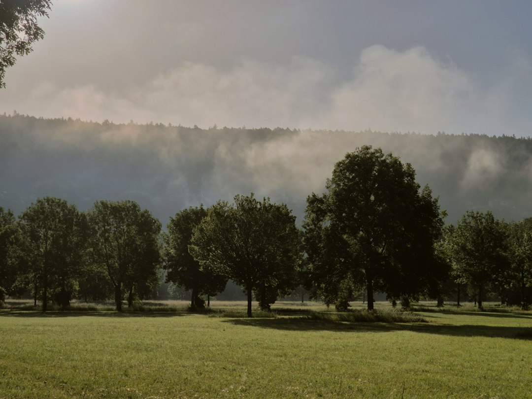 Green trees in a sunlit meadow below a misty hillside, a garden picture of God’s design for marriage