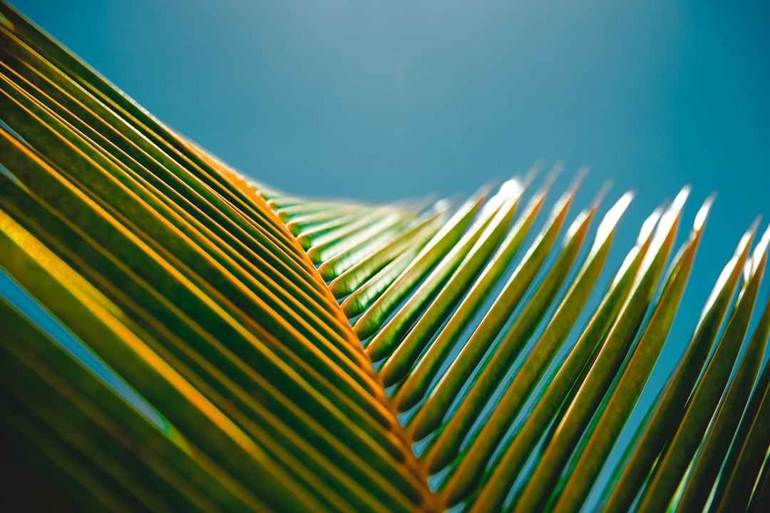 A green palm branch like the ones waved at Jesus' entry, which helps explain what does Hosanna mean