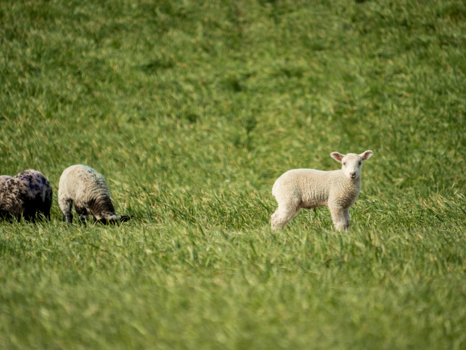 Young lambs in a field, a reminder of the Lamb of God in Revelation 4 and 5
