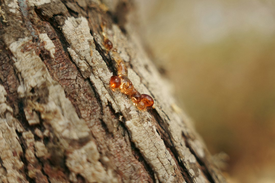 Amber resin seeping from cut tree bark, the same way myrrh is harvested, which helps explain what is myrrh