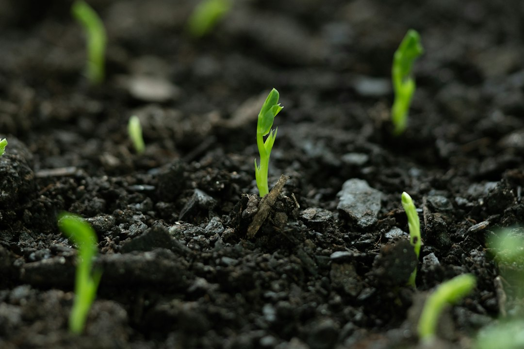 Small green seedlings sprouting from dark soil, a picture of biblical stewardship and the seeds God gives us