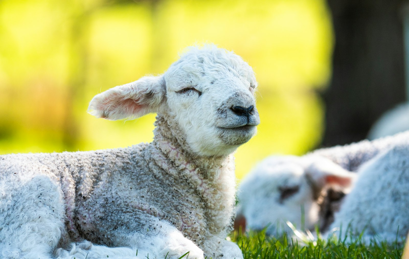 A flock of sheep lying down to rest in the grass, a picture of Psalm 23 and the secret to fulfillment