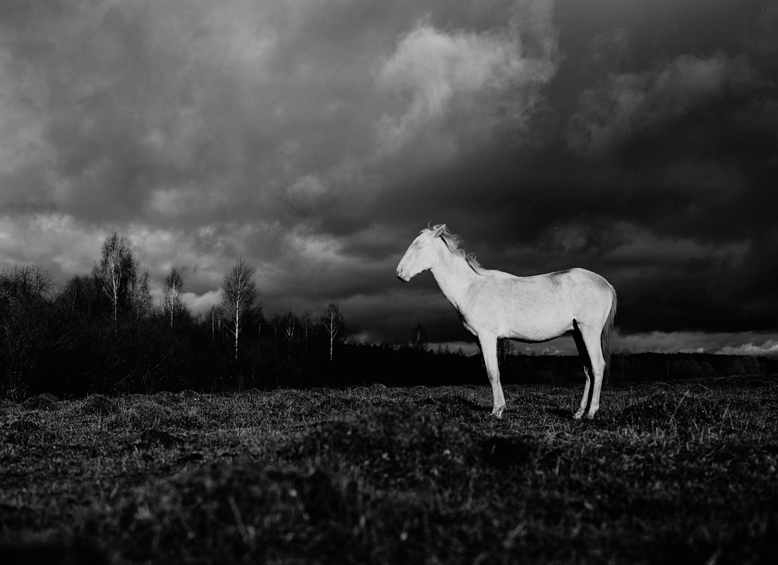 A white horse under dark clouds, picturing the first of the seven seals of Revelation