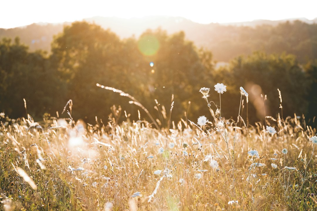 A summer meadow full of wildflowers, a reminder of Luke 12 and how to apply the Bible to your life